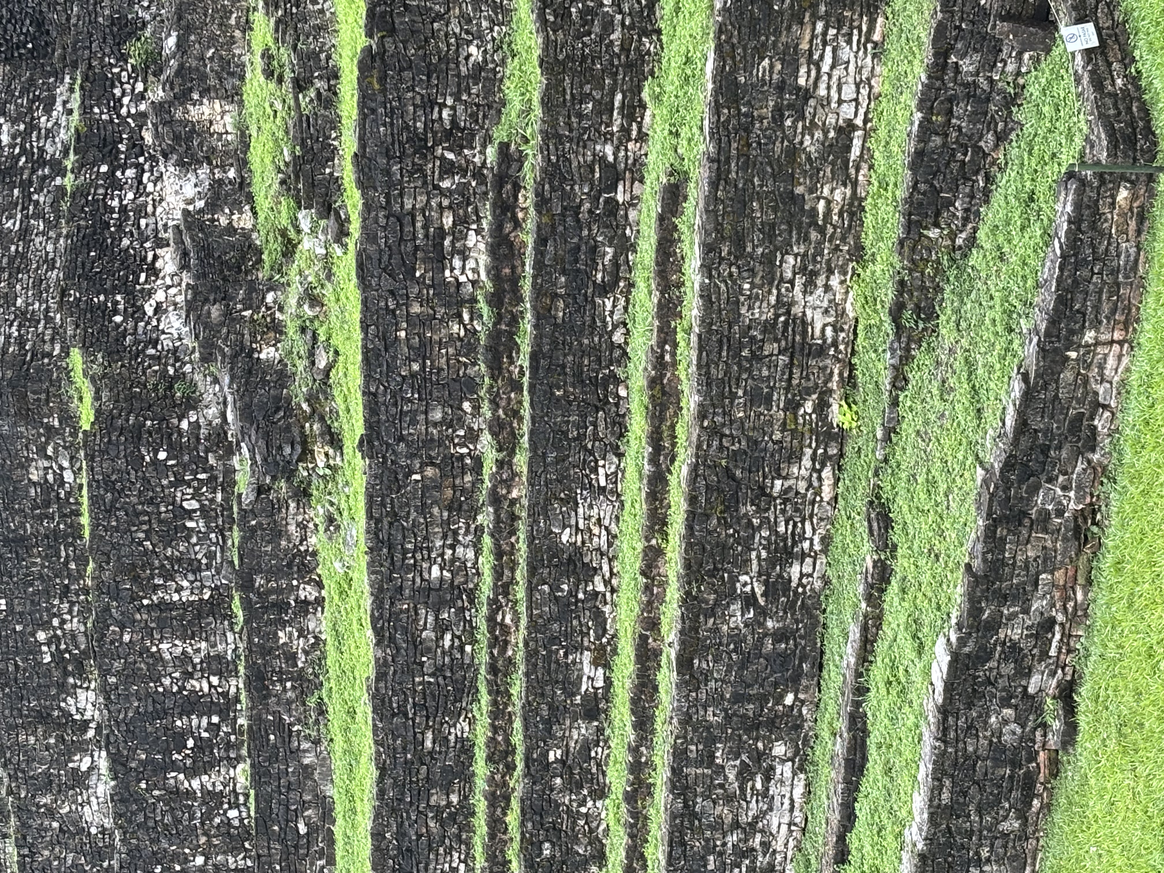 Tulum nach Oaxaca – Roadtrip – Foto 18