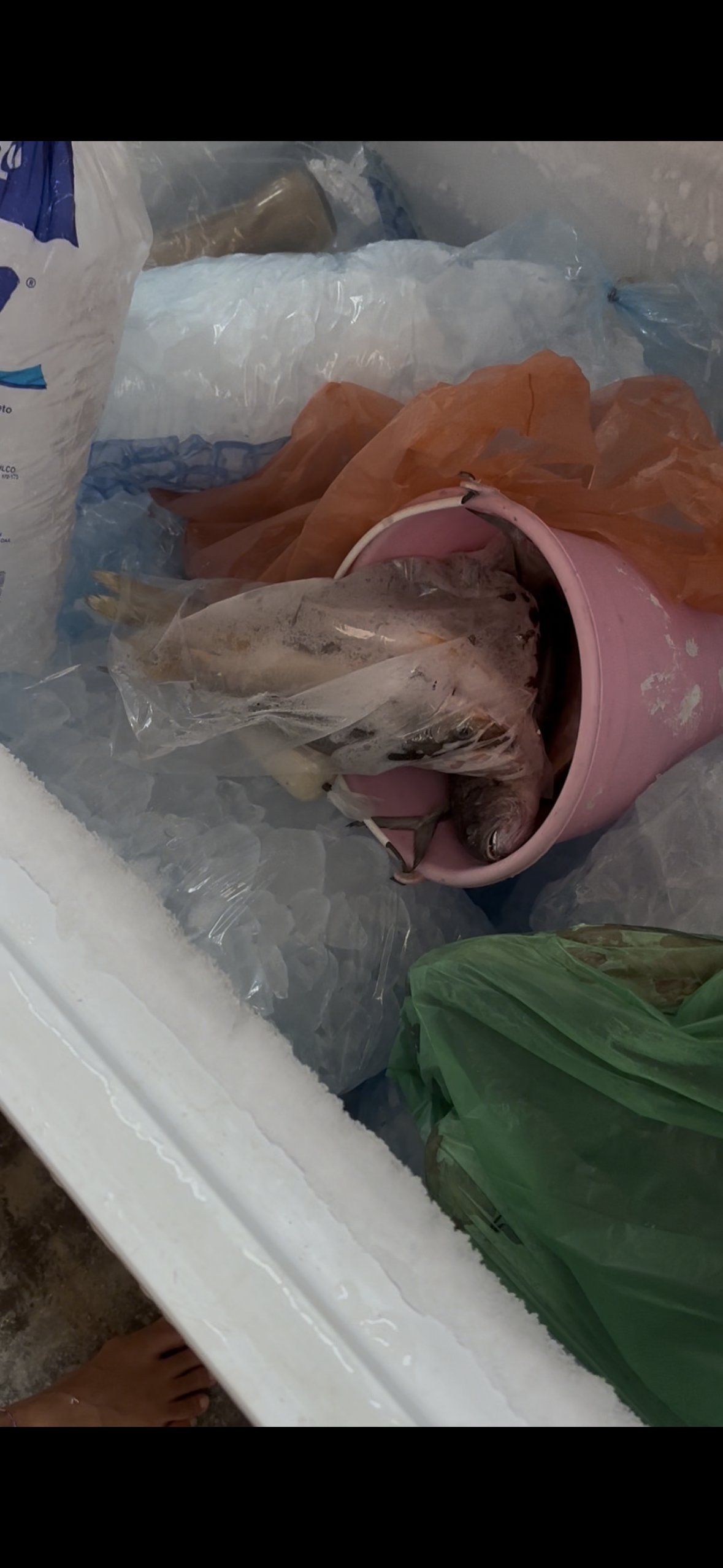 Von Oaxaca auf 2500 m.ü.M. - Foto 22