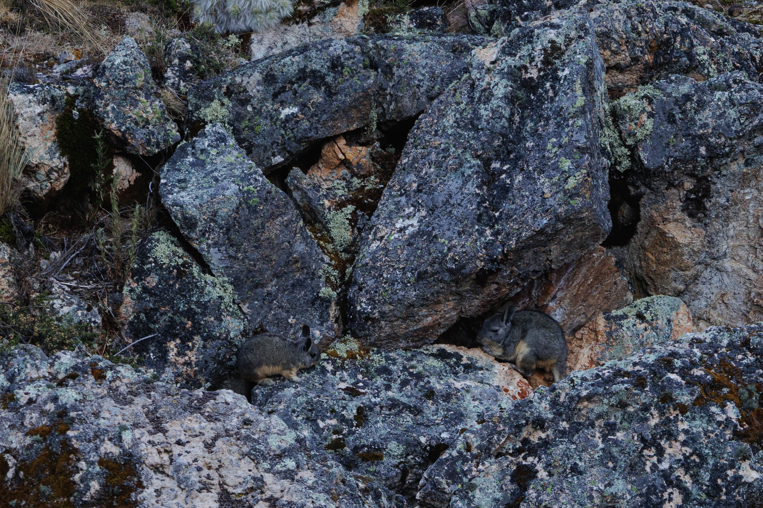 Huayhuash – flechtenbewachsene Felsen am Wegrand