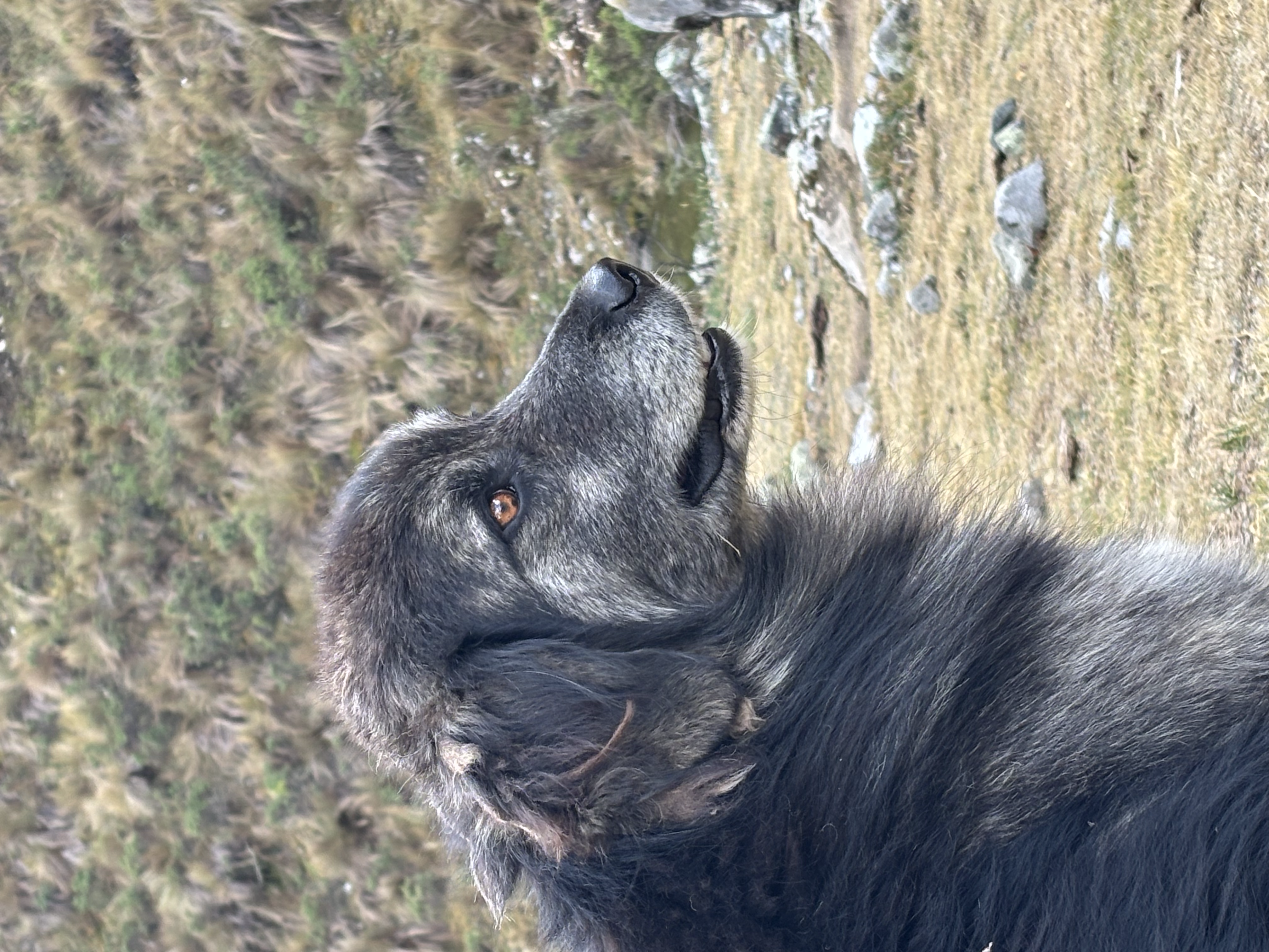 Huayhuash – zotteliger grauer Hund schaut in die Kamera