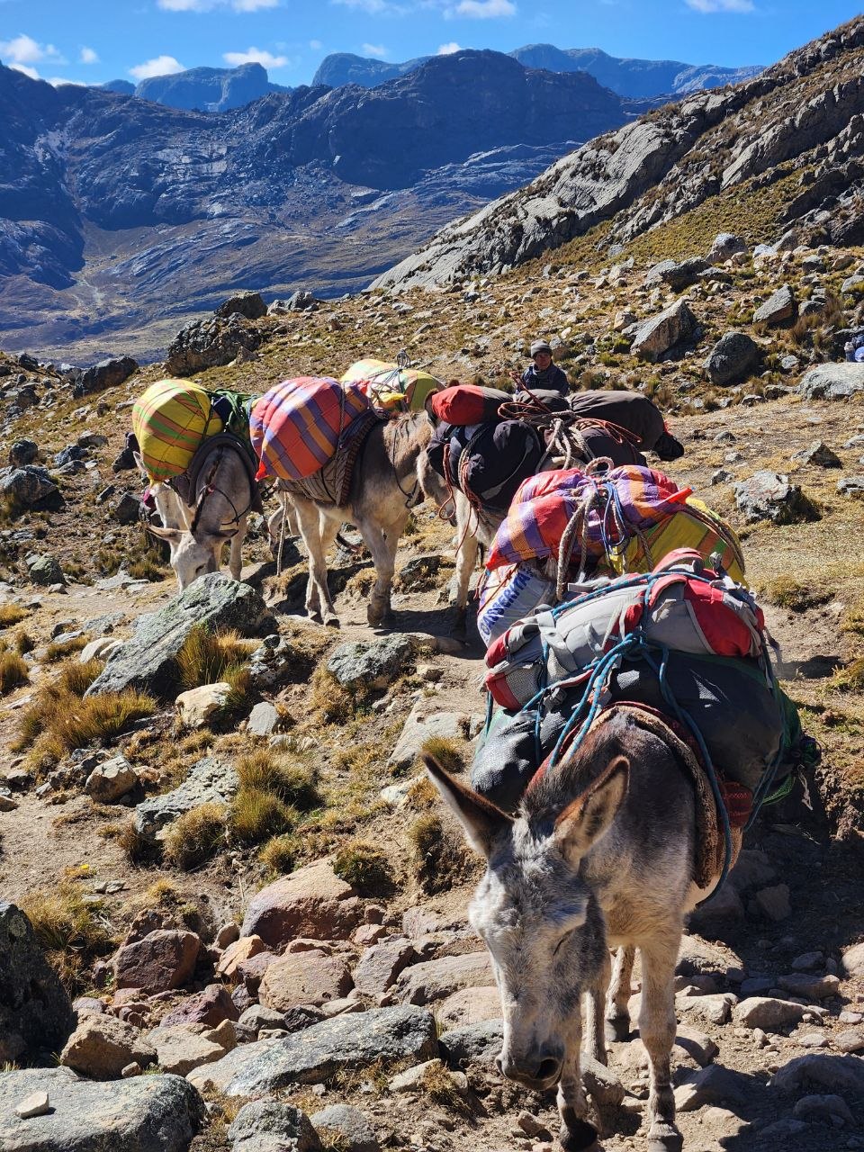 Huayhuash – bepackte Packesel klettern einen steilen, felsigen Pfad hoch
