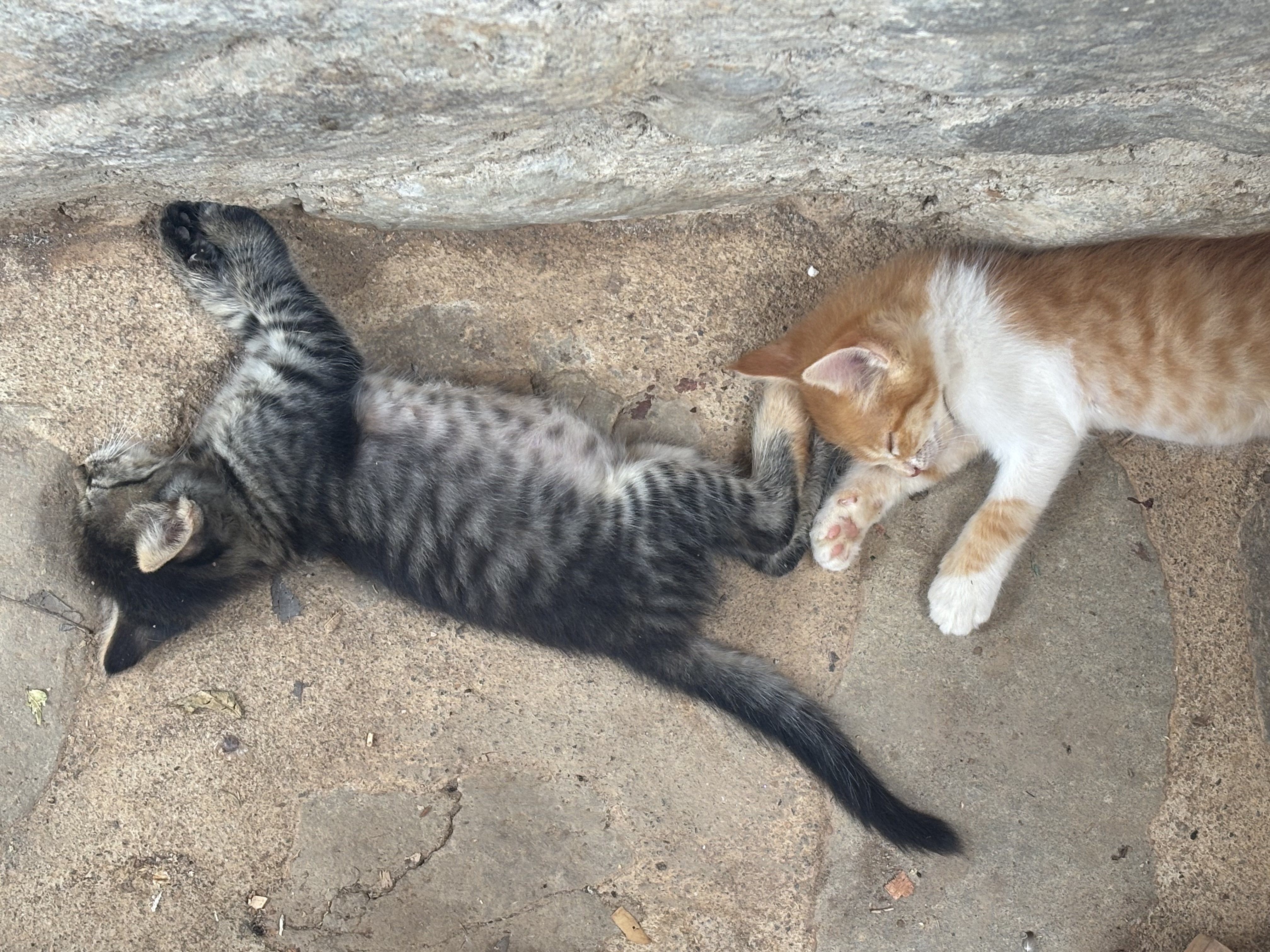 Schweiss, Schaufeln und Skorpione - zwei der Katzenbabys