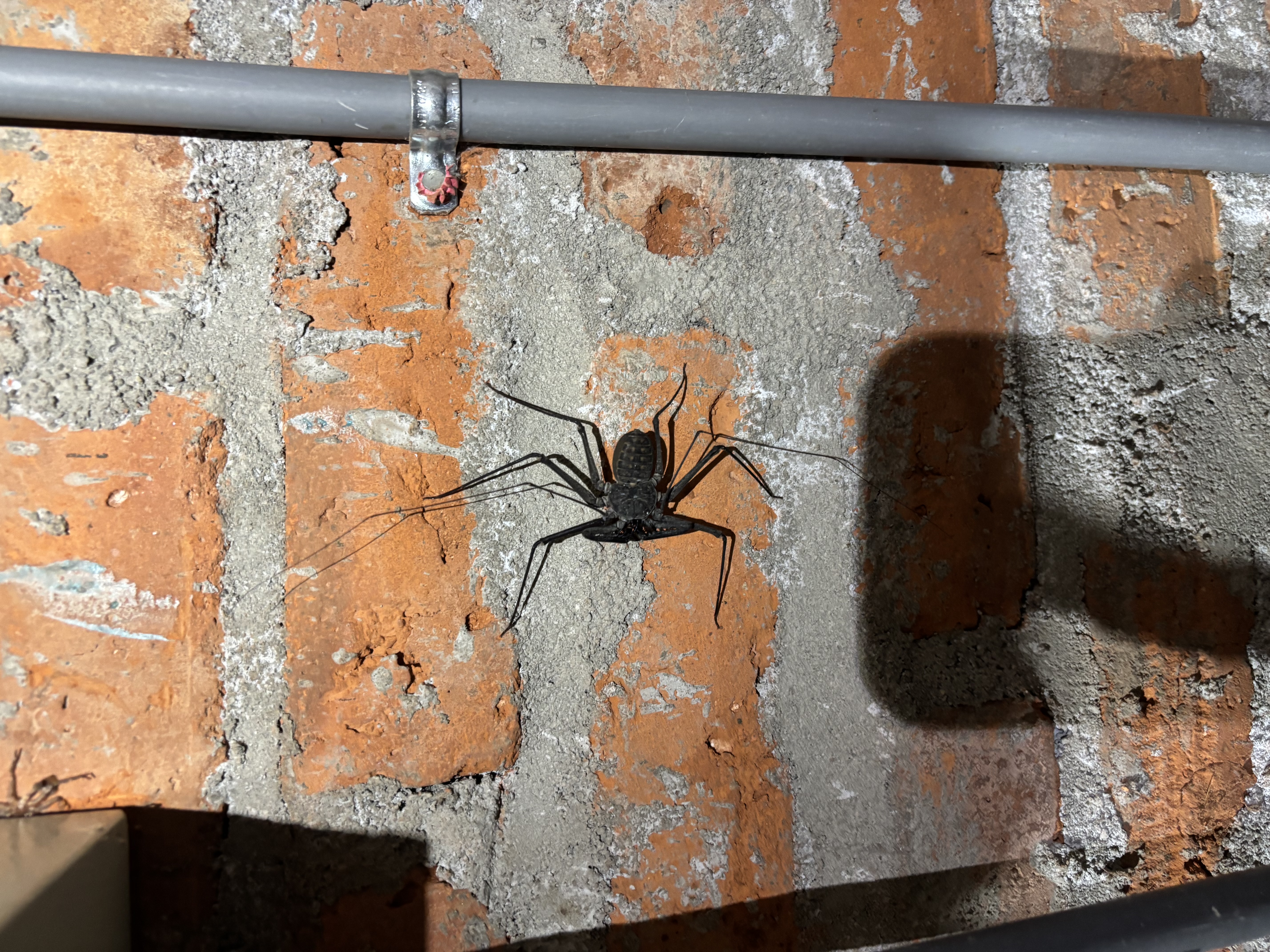 Schweiss, Schaufeln und Skorpione - Insekt zwischen Käfer und Spinne