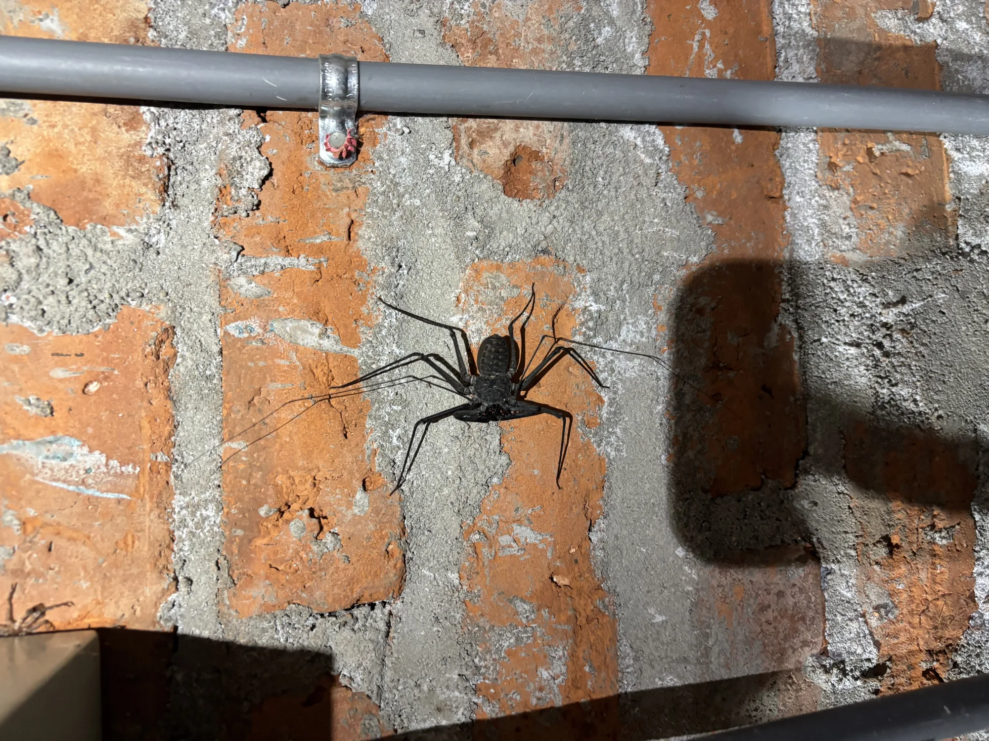 Schweiss, Schaufeln und Skorpione - Insekt zwischen Käfer und Spinne