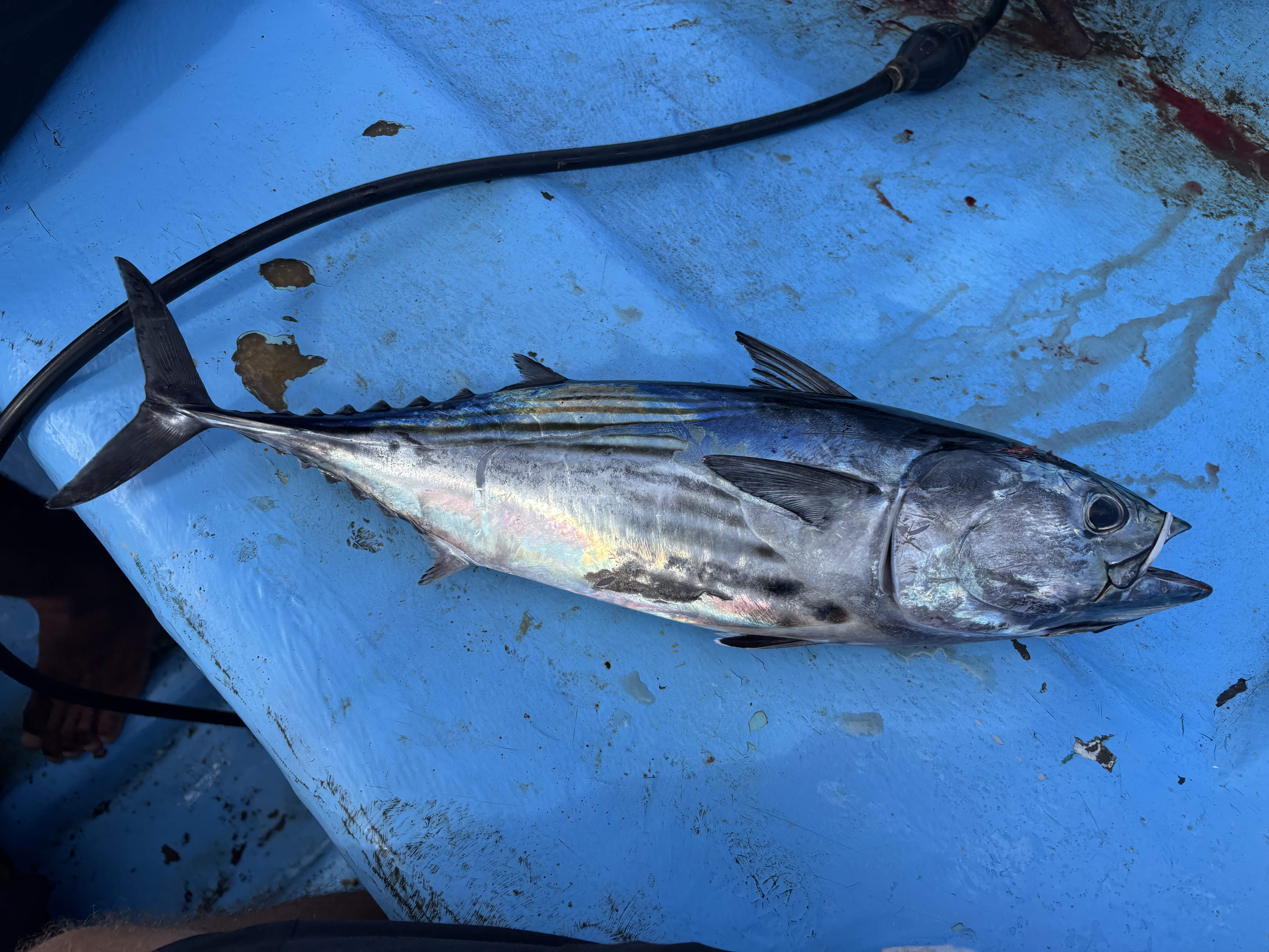 Schweiss, Schaufeln und Skorpione - gefangene Skipjack Tuna