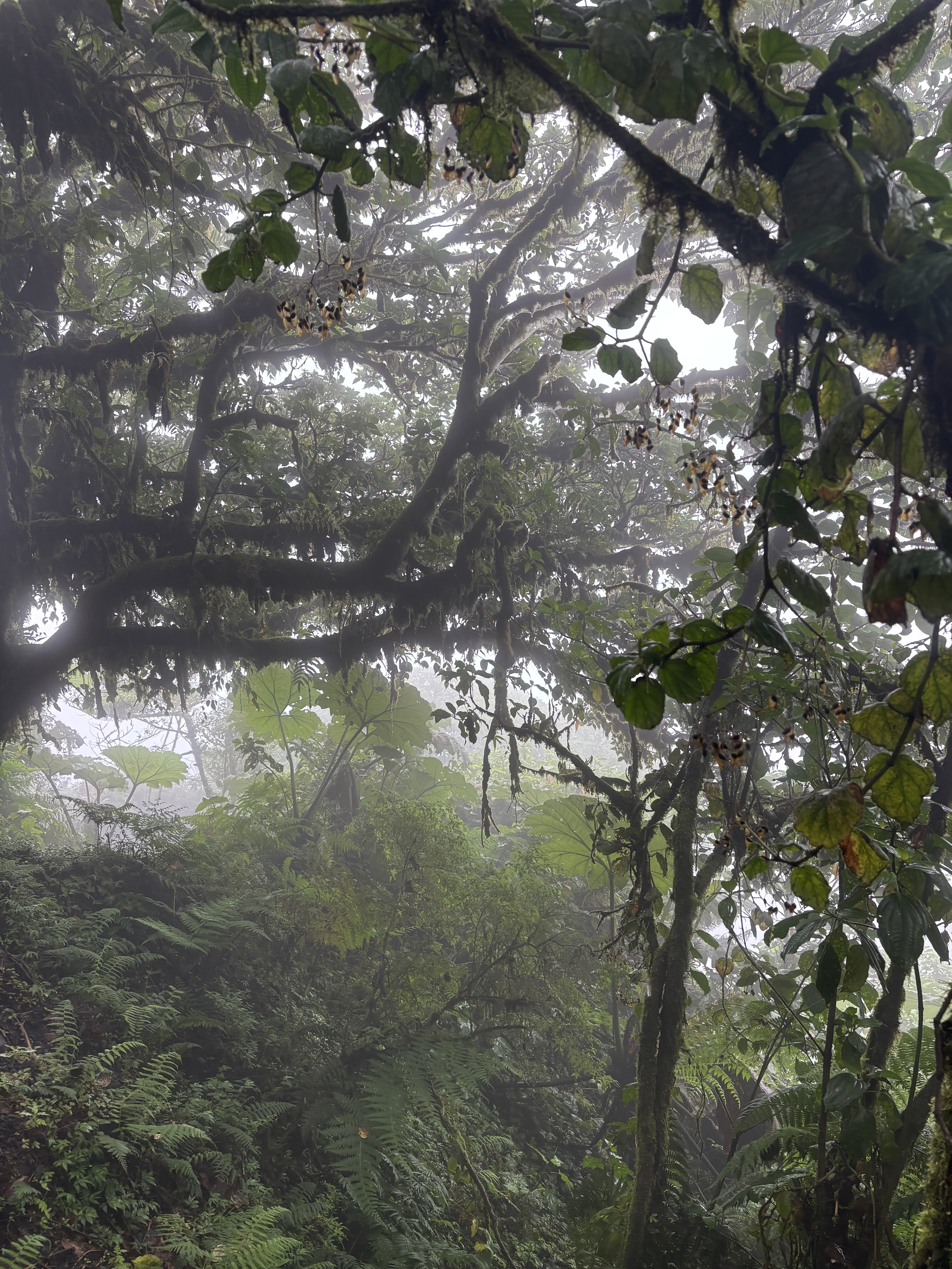 Vulkan, Schwefel und Glühwürmchen - bemooste Bäume und Lianen im Nebelwald