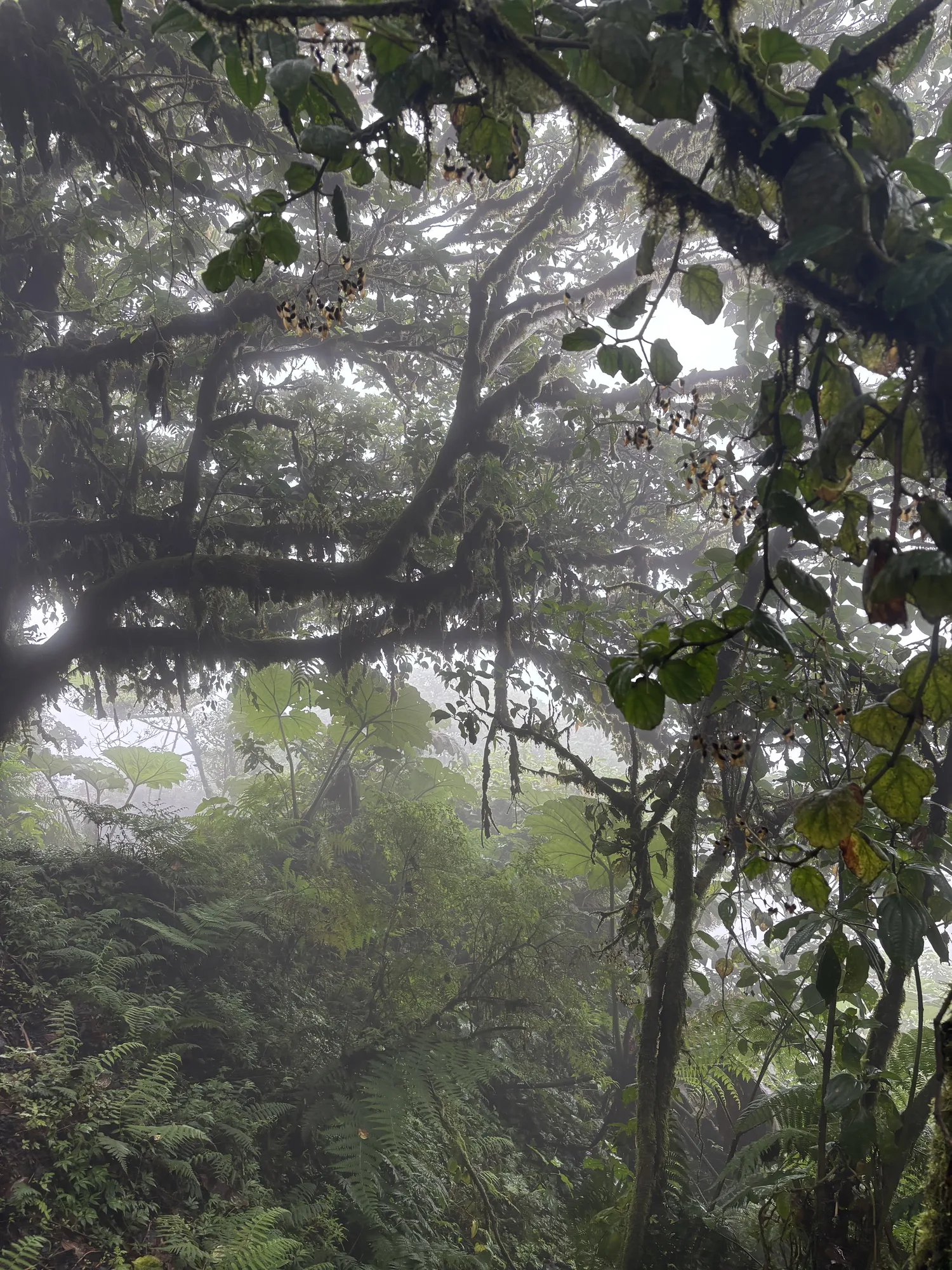 Vulkan, Schwefel und Glühwürmchen - bemooste Bäume und Lianen im Nebelwald