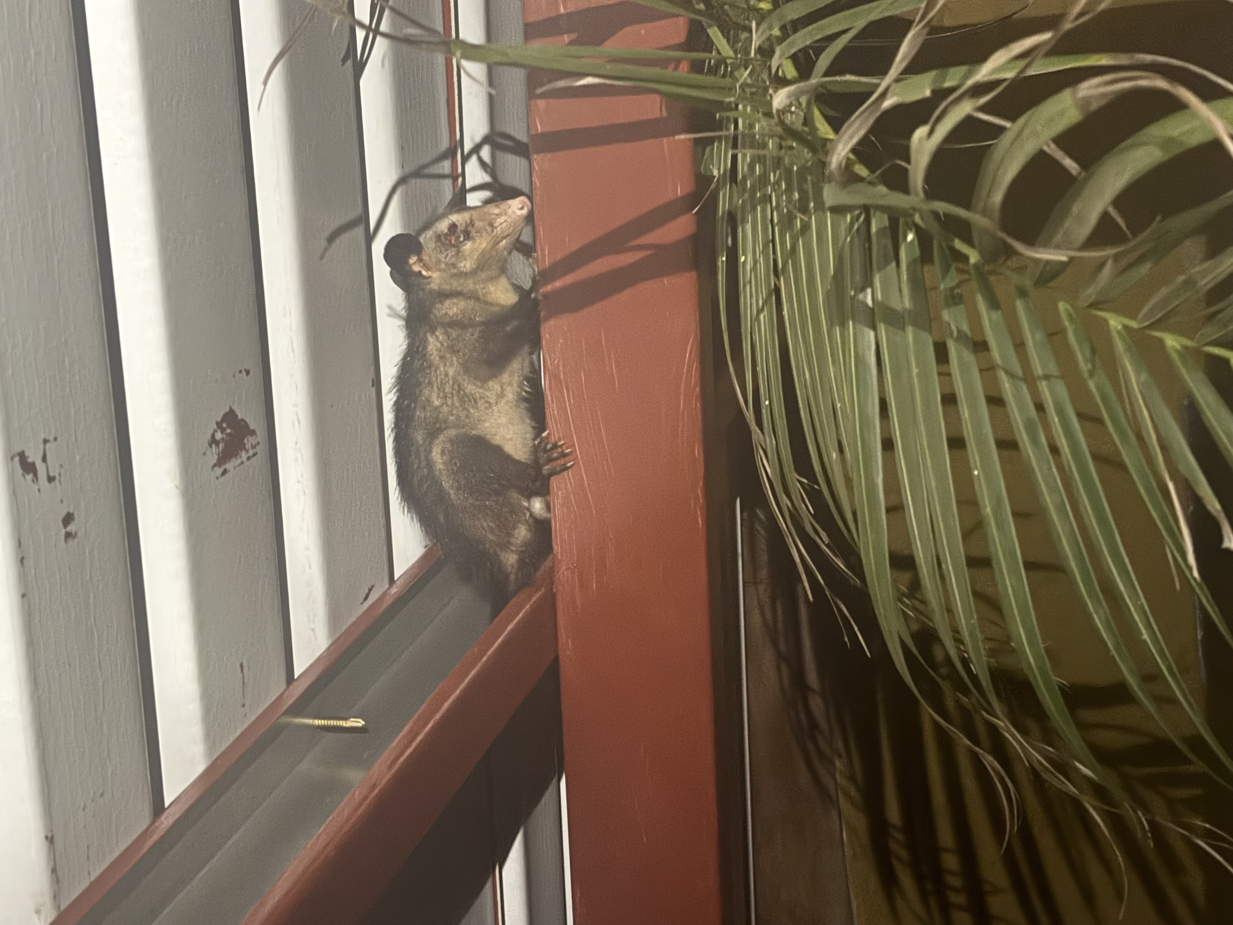 Oh, wie schön ist Panama! - ein Nasenbär auf dem Geländer des Hauses