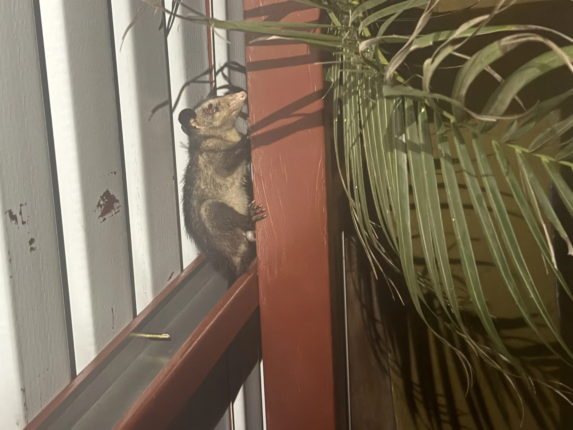 Oh, wie schön ist Panama! - ein Nasenbär auf dem Geländer des Hauses
